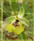 Ophrys lacaitae